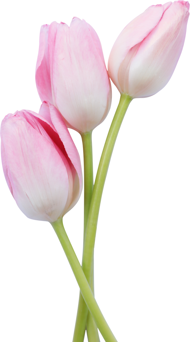 Three Pink Tulips